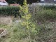 Garten 2012