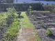 Garten 2013