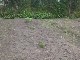 Garten 2013