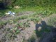Garten 2013