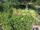 Garten 2013