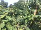 Garten 2013