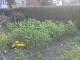 Garten 2013