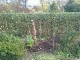Garten 2013