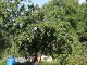 Garten 2014