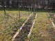 Garten 2015