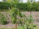 Garten 2015