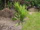 Garten 2015