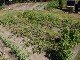 Garten 2015