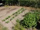 Garten 2015