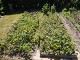 Garten 2015