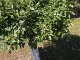 Garten 2015
