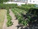 Garten 2015