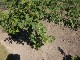 Garten 2015