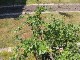 Garten 2015