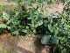 Garten 2015