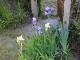Garten 2015