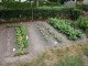 Garten 2015