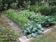 Garten 2015