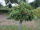 Garten 2015