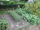 Garten 2015