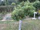Garten 2015