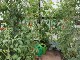Garten 2015