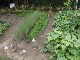 Garten 2015