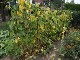 Garten 2015