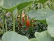 Garten 2015