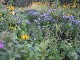 Garten 2015