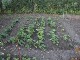 Garten 2015