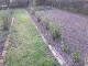 Garten 2017