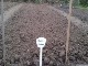 Garten 2017