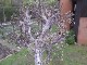 Garten 2017
