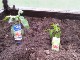 Garten 2017