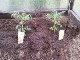 Garten 2017