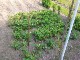 Garten 2017
