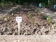 Garten 2017