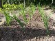 Garten 2017