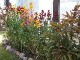 Garten 2017