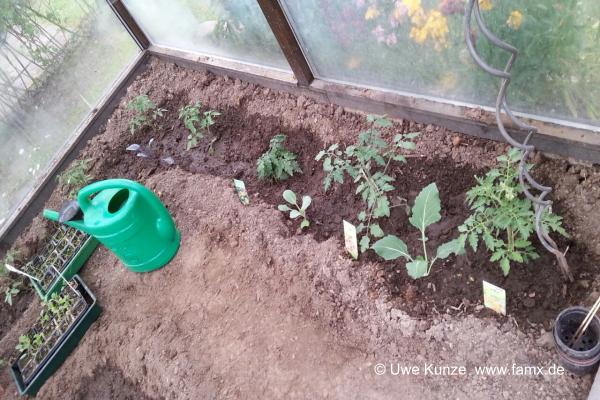 Garten 2017