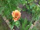 Garten 2017