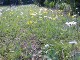 Garten 2017