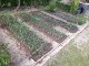 Garten 2017