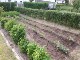 Garten 2017