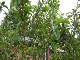 Garten 2017