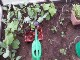 Garten 2017