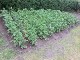 Garten 2017