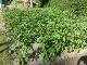 Garten 2017
